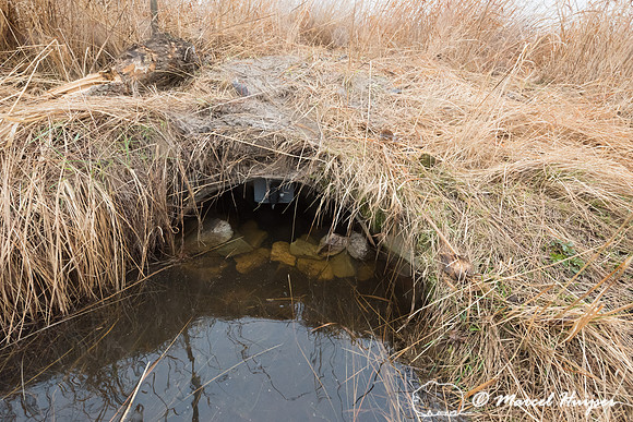 Camera and rock ramp in culvert to record turtles