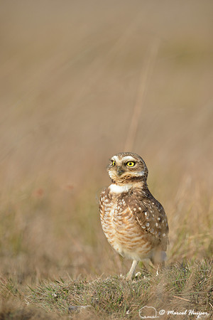 Burrowing owl (Athene cunicularia), Estação Experimental e a Estação Ecológica de Itirapina, São Paulo, Brazil