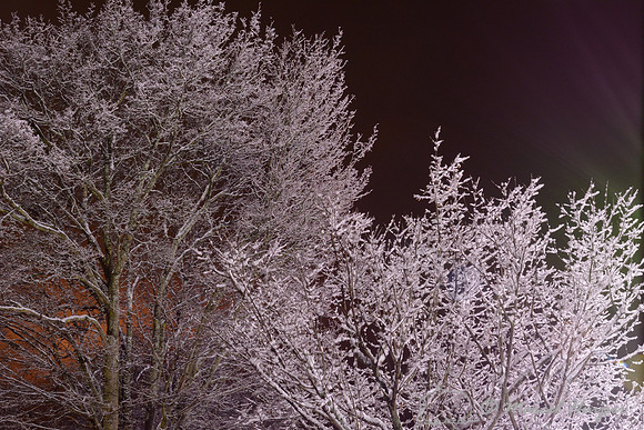 Trees covered in ice (ice fog) at night, Ringebu, Norway