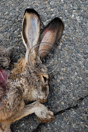 Black-tailed jackrabbit (Lepus californicus) roadkill, near Ft Jones, California, USA