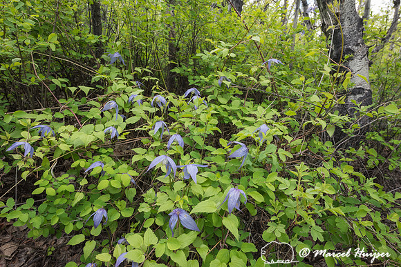 Purple Clematis - (Clematis occidentalis), Montana, USA