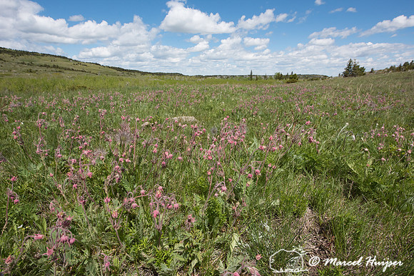 Prairie smoke  (Geum triflorum), Montana, USA