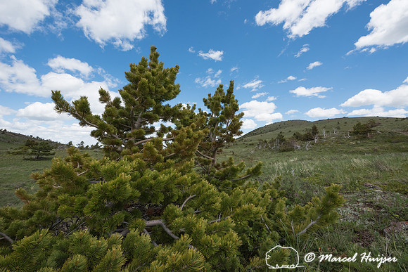 Whitebark pine (Pinus albicaulis), Montana, USA