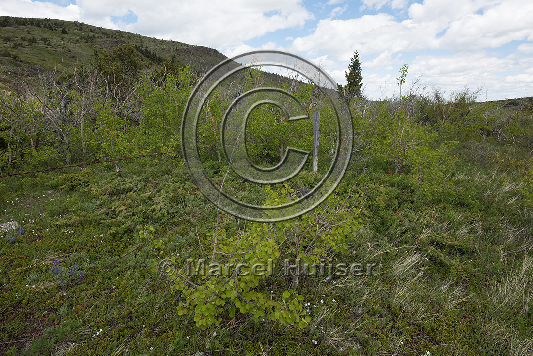 Fence to protect riparian area along a creek, Montana, USA