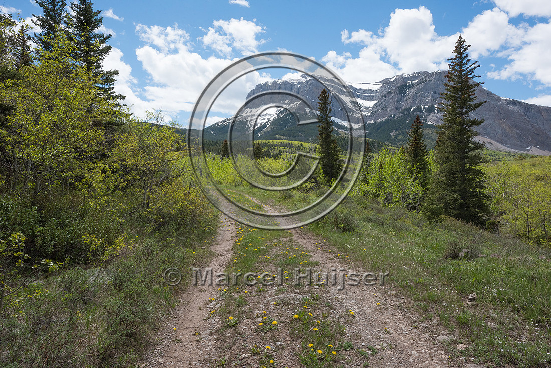 Common dandelion  (Taraxacum officinale) spreading along a dirt