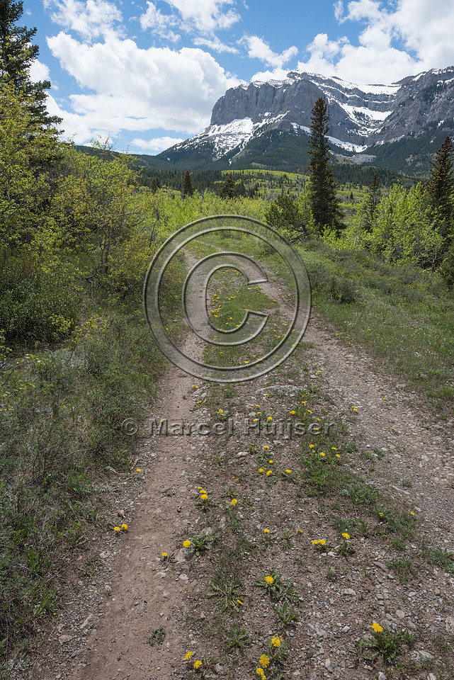 Common dandelion  (Taraxacum officinale) spreading along a dirt