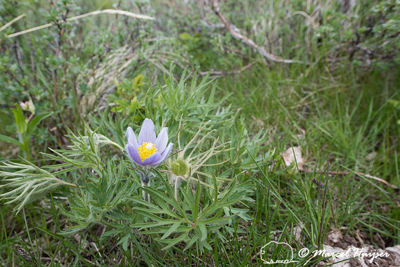 Pasqueflower (Anemone patens), Montana, USA