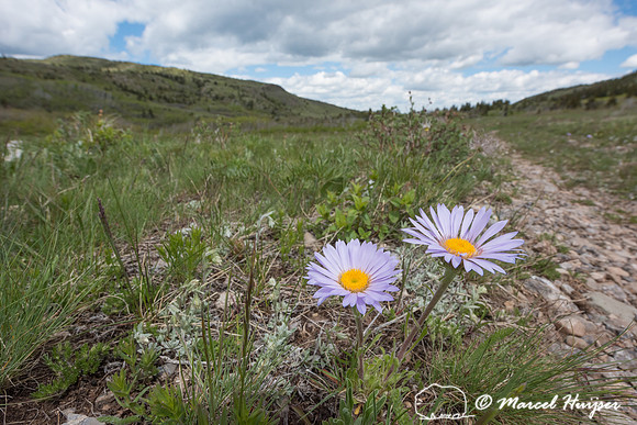 Anderson's Aster - (Oreostemma alpigenum) Montana, USA