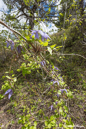 Purple Clematis - (Clematis occidentalis), Montana, USA