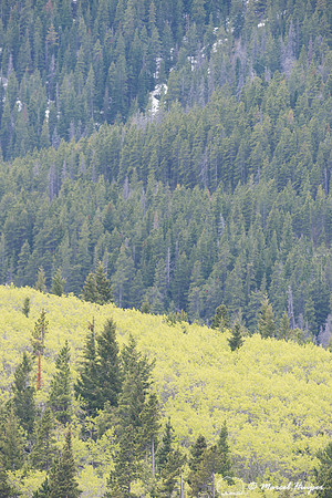 Spring greening on Rocky Mountain front, Montana, USA