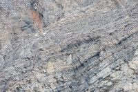 Mountain goats (Oreamnos americanus) on rock wall, Rocky Mountai