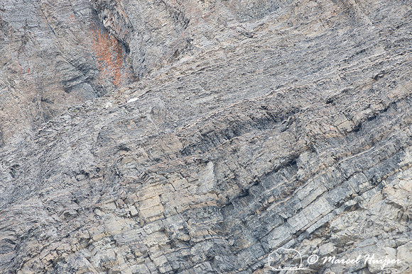 Mountain goats (Oreamnos americanus) on rock wall, Rocky Mountai