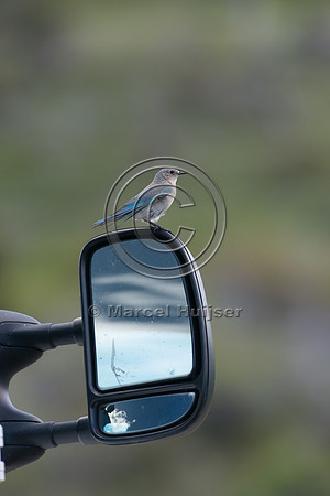 Female mountain bluebird (Sialia currucoides) fighting its own r