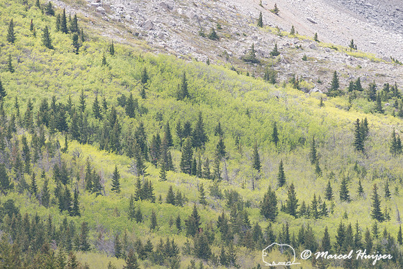 Spring greening on Rocky Mountain front, Montana, USA