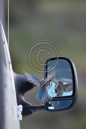 Female mountain bluebird (Sialia currucoides) fighting its own r