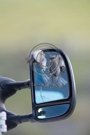 Female mountain bluebird (Sialia currucoides) fighting its own r