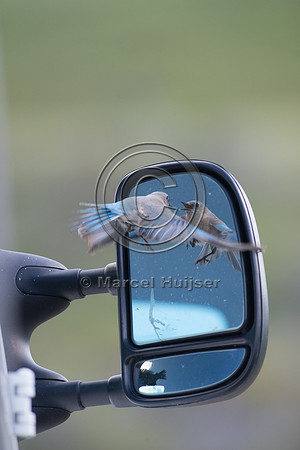 Female mountain bluebird (Sialia currucoides) fighting its own r