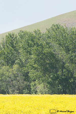 Yellow rapeseed, cottonwoods, and ridge line, Montana, USA