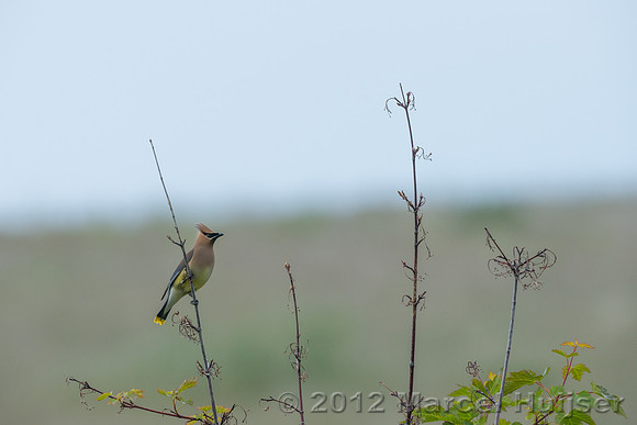 Cedar Waxwing (Bombycilla cedrorum), Montana, USA