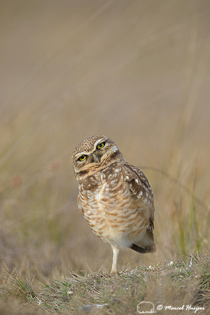 Burrowing owl (Athene cunicularia), Estação Experimental e a Estação Ecológica de Itirapina, São Paulo, Brazil