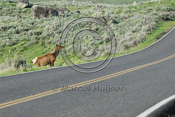 Elk (Cervus canadensis) approaching and crossing road, WY