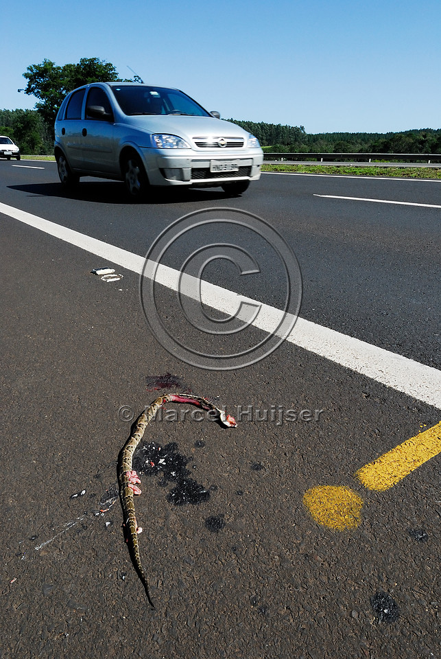 Jararaca (Bothrops jararaca) roadkill along SP-225 motorway, Brotas, Brazil