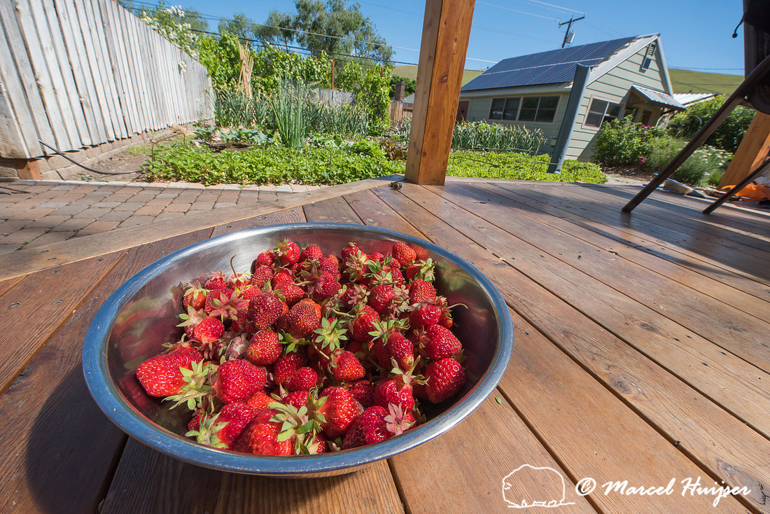 Strawberry Sunday, Missoula, Montana