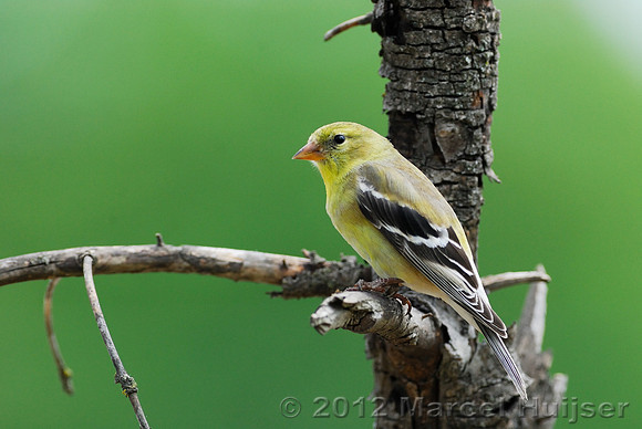 American goldfinch (Carduelis tristis), female, Missoula, Montana, USA