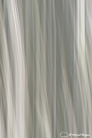 Bark of western redcedar (Thuja plicata) with moving camera, Montana, USA
