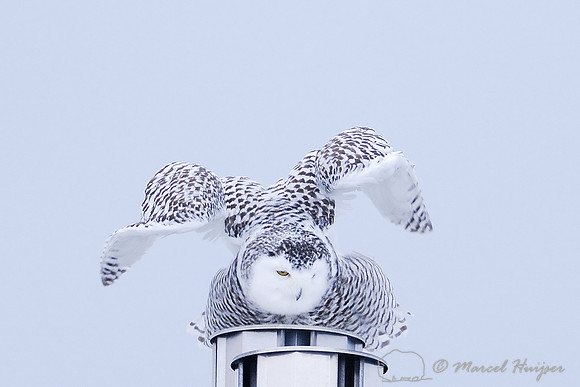 Snowy Owl (Bubo scandiacus), Montana, USA