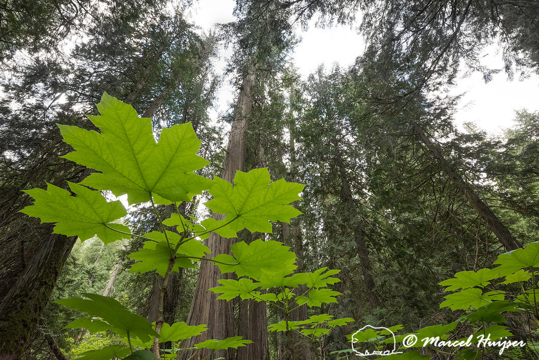 Devil's club (Oplopanax horridus) and western red cedars (Thuja