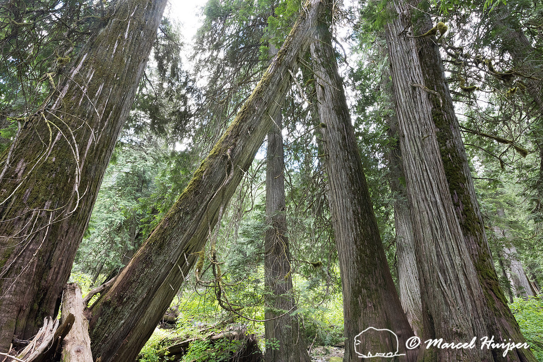 Western red cedars (Thuja plicata), Ross Creek, Montana