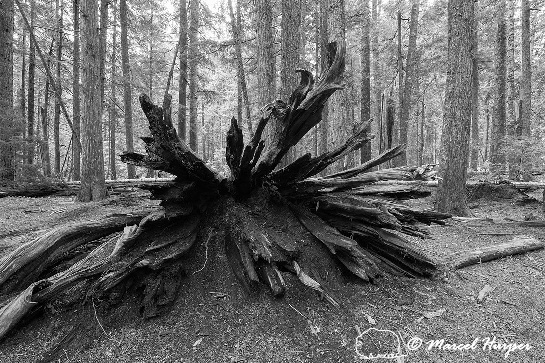 Western red cedars (Thuja plicata), Ross Creek, Montana