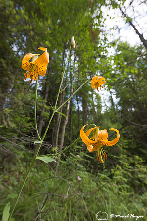Columbia Lily (Lilium columbianum, Meadow Creek, Moyie Springs,
