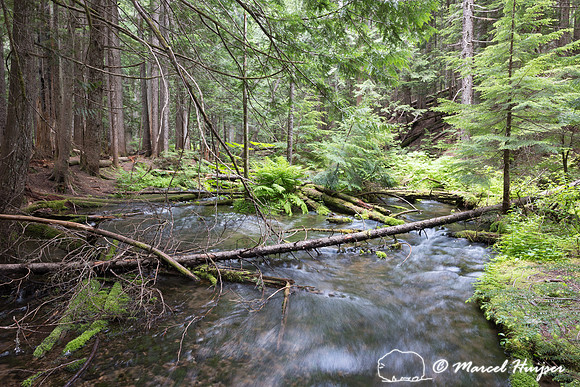 Creek through western red cedar forest (Thuja plicata), Ross Cre