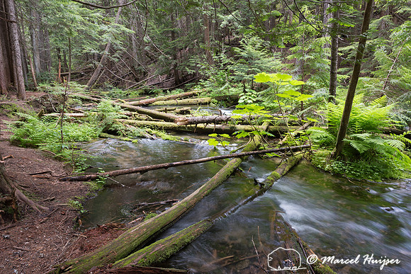 Creek through western red cedar forest (Thuja plicata), Ross Cre