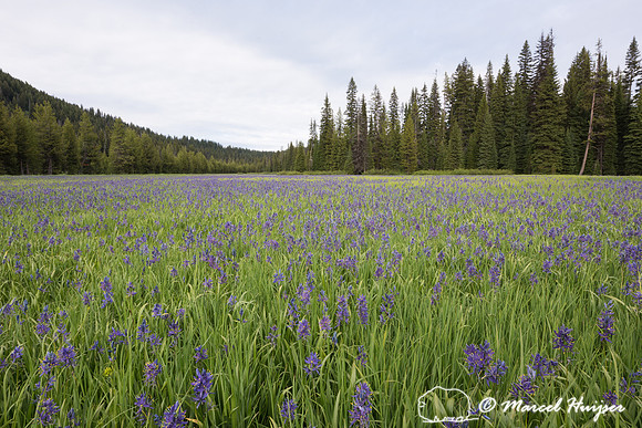 Field with blue camas (Camassia quamash) Packer Meadows, Idaho,