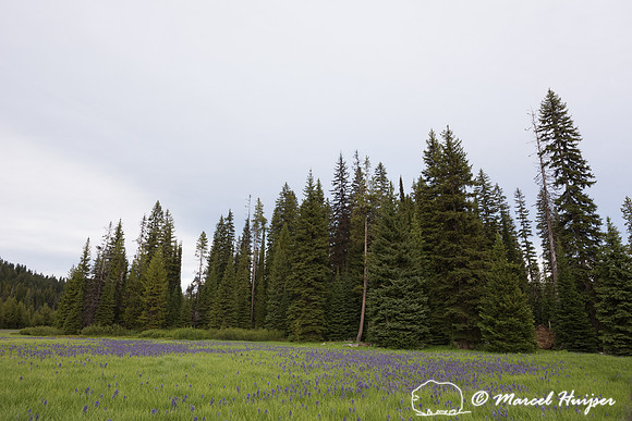 Field with blue camas (Camassia quamash) Packer Meadows, Idaho,