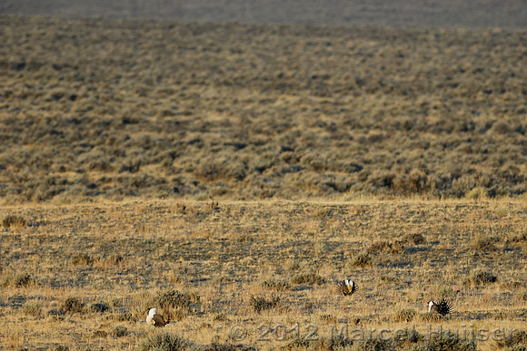 Male sage grouse (Centrocercus urophasianus) congregating in a lek and displaying, near Bannack, Montana, USA