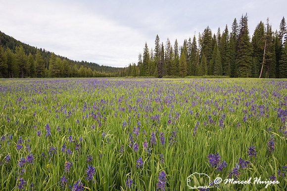 Field with blue camas (Camassia quamash) Packer Meadows, Idaho,