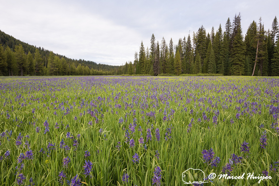 Field with blue camas (Camassia quamash) Packer Meadows, Idaho,