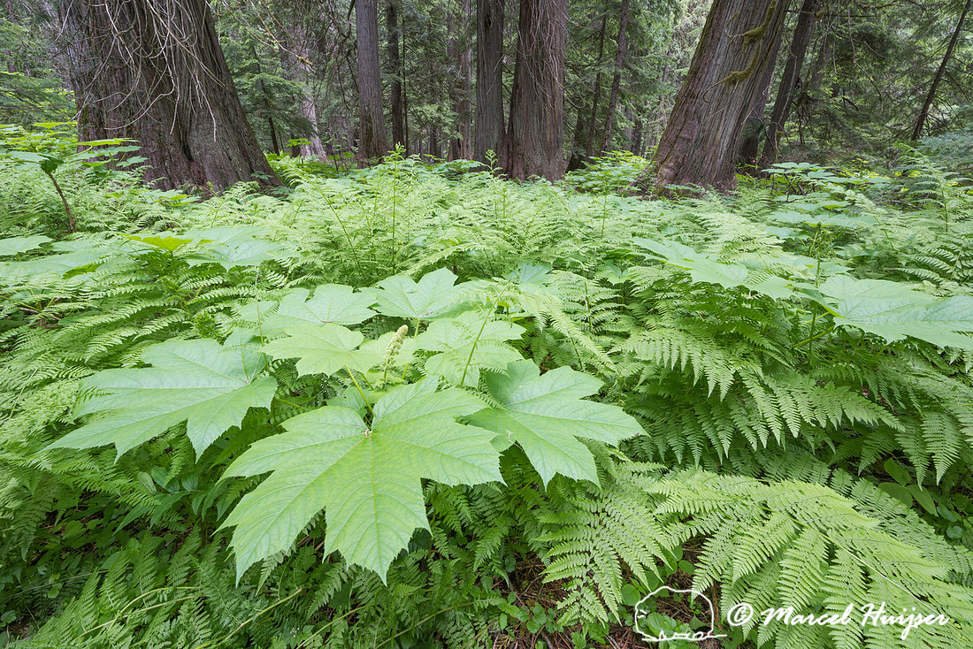 Devil's club (Oplopanax horridus) and western red cedars (Thuja