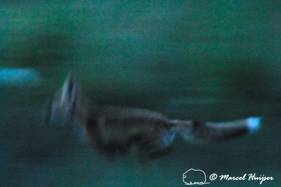 Red fox (Vulpes vulpes) kit running at dusk, Montana, USA