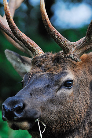 Roosevelt elk  (Cervus elaphus roosevelti), Hoh Rain Forest, Washington, USA