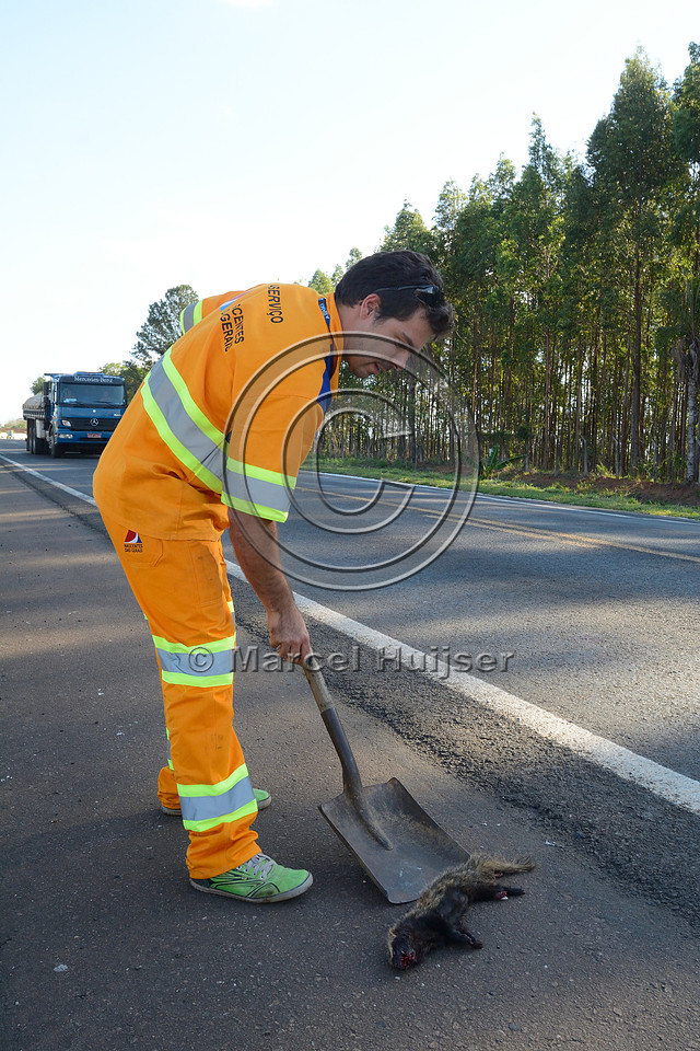 Lesser grison (Galictis cuja) roadkill is removed from the  highway by Luís Gustavo Lopes Almada from the concessionária Nascentes das Gerais, about 3 km west of Furnas, MG-050, Minas Gerais, Brazi