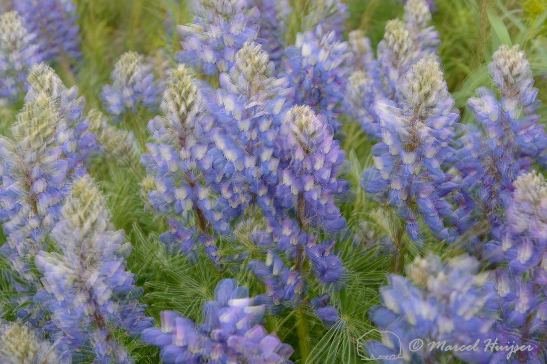 Silky lupine (Lupinus sericeus), Missoula, Montana, USA