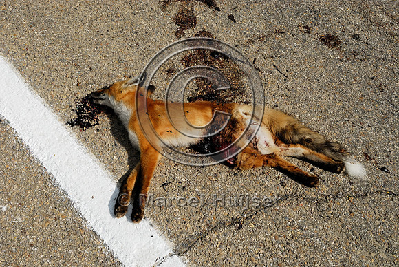 Red fox (Vulpes vulpes) kit roadkill, Montana, USA