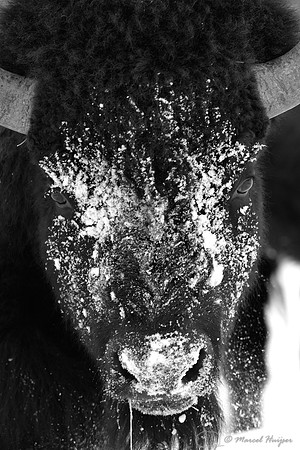 Bison (Bison bison) moving head side to side to move snow to access vegetation under the snow, Wyoming, USA