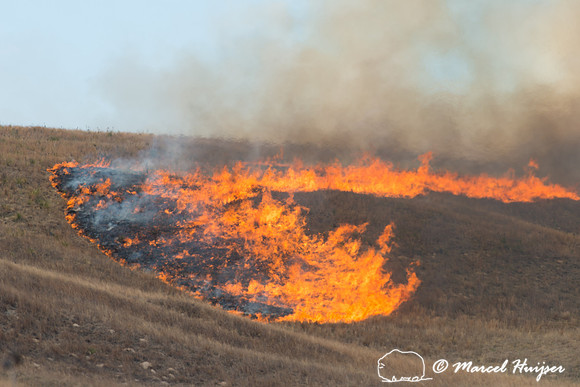 Prescribed grassland and wetland fire, Valentine National Wildli