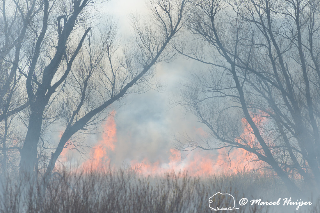 Prescribed grassland and wetland fire, Valentine National Wildli